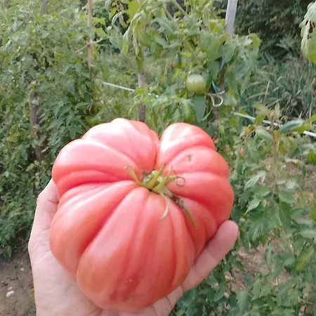 Séjour à la ferme La Vecchia Fontana