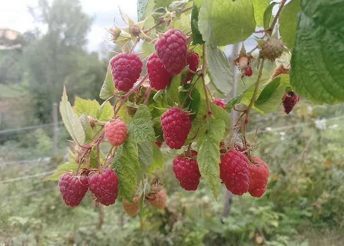 Agroturismo La Vecchia Fontana