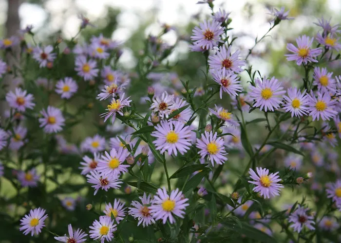 La Vecchia Fontana ファームステイ Penne
